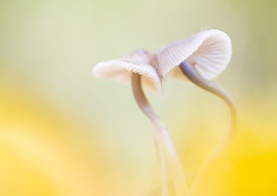 Nature-Talks-fotoworkshop-natuurfotografie-macrofotgrafie-paddenstoelen-Judith_Borremans