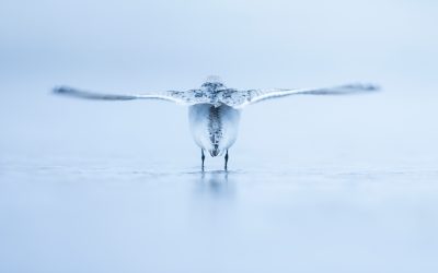 Nature Talks spreekt met vogelfotograaf Mario Suárez Porras