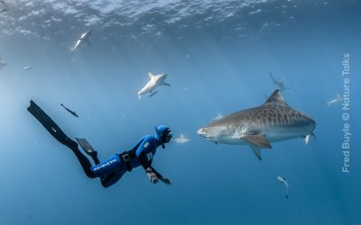 Nature Talks spreekt met freediver en onderwaterfotograaf Fred Buyle