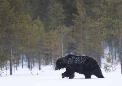 Nature_Talks-fotoreizen-natuurfotoworkshops-natuurfotografie_cursussen-Finland-wilde_Europese__bruine_beer-peter_van_der_veen