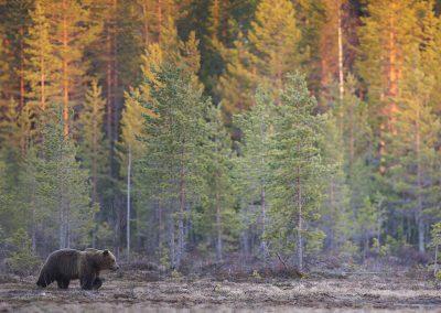 Nature_Talks-fotoreizen-natuurfotoworkshops-natuurfotografie_cursussen-Finland-wilde_Europese__bruine_beer-peter_van_der_veen