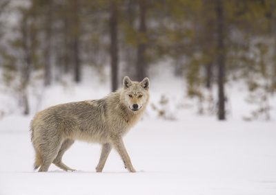 Nature_Talks-fotoreizen-natuurfotoworkshops-natuurfotografie_cursussen-Finland-wilde_wolven-peter_van_der_veen