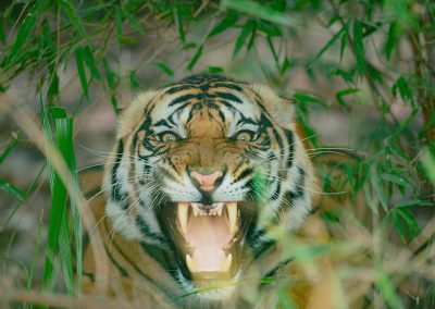 Tijger India | Herman van der Hart | Nature Talks | Fotoreizen, natuurfotografie, fotoworkshops