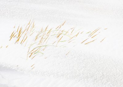 Helmgras in duinen | Herman van der Hart | Nature Talks | Fotoreizen, natuurfotografie, fotoworkshops