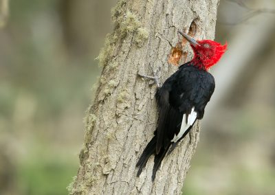 Magellanic Woodpecker Kris De Rouck Nature Talks natuurreizen