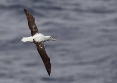 Zuidelijke Grote Albatros Drake Passage Kris De Rouck Nature Talks natuurfotografie reizen