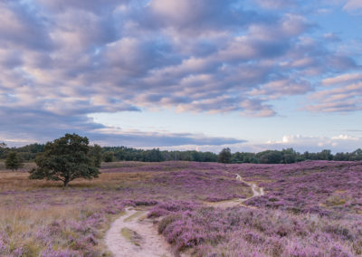 Nature Talks heide in bloei landschapsfotografie Yvonne van der Laan