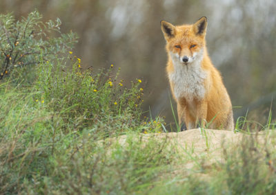 Vossenfotografie in de Amsterdamse Waterleidingduinen tijdens de workshop van Nature Talks met natuurfotograaf Peter van der Veen