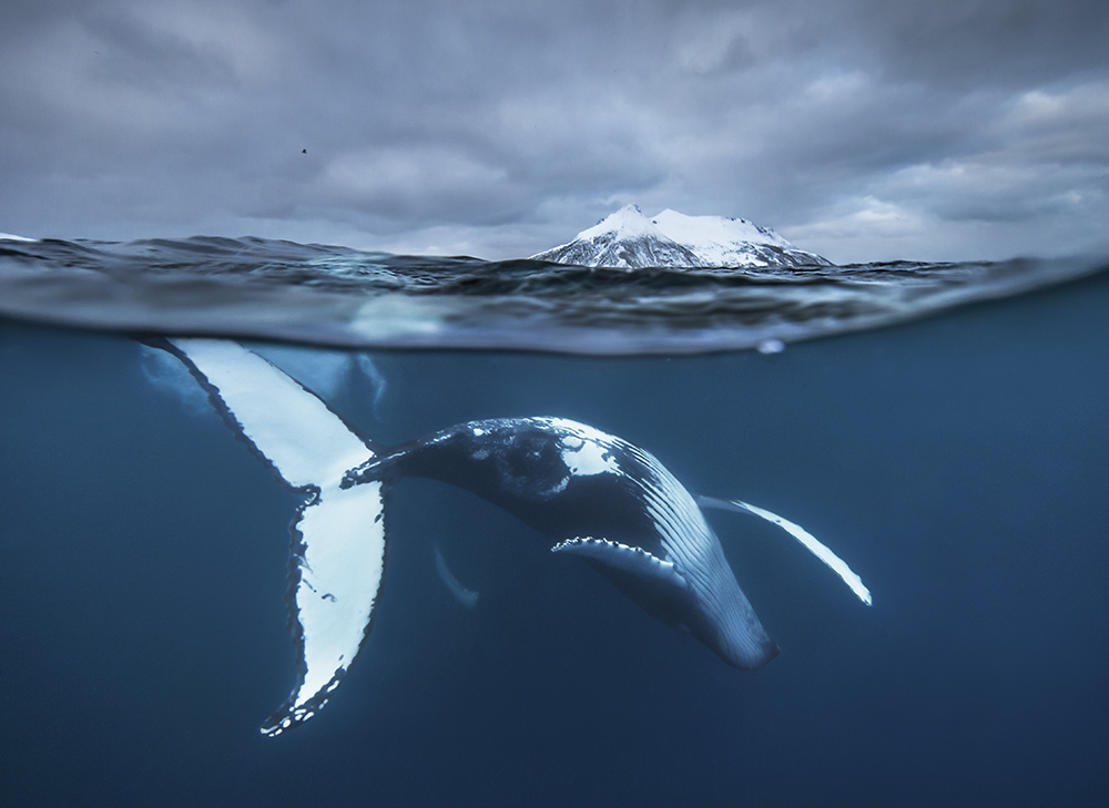 Pinguins in Antarctica door fotograaf Stefan Christmann voor Nature Talks Fotofestival