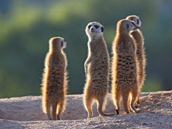 Wildlife Photography Tour South Africa