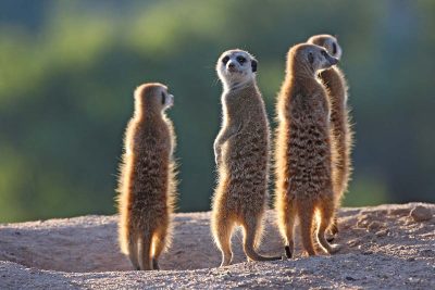 A group of meerkats standing up on the lookout in Khoisan Karoo wildlife conservancy in South Africa. Photographed during a Nature Talks wildlife photography holiday.