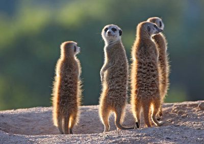 A group of meerkats standing up on the lookout in Khoisan Karoo wildlife conservancy in South Africa. Photographed during a Nature Talks wildlife photography holiday.