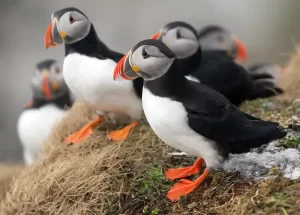 Five Atlantic puffins can be seen here about to take off for a fishing expedition out at sea.