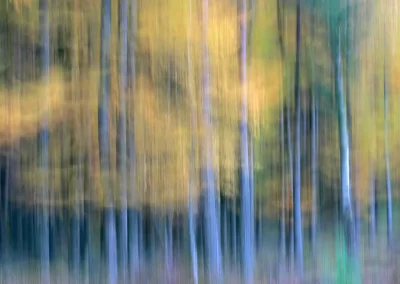 Abstract impression of autumn birch woodland created using intentional camera movement in the Cairngorms National Park, Scotland.