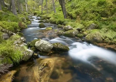 Long-exposure view of Allt Ruadh flowing through ancient pine forest in Glen Feshie, Cairngorms National Park, Scotland.