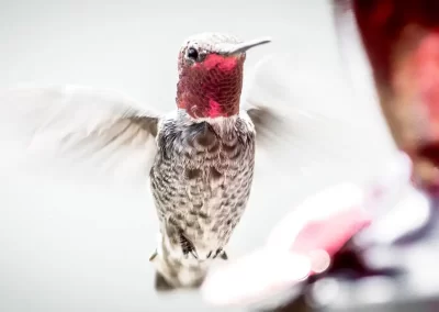 Male Anna’s hummingbird hovering with blurred wings and iridescent red throat feathers.