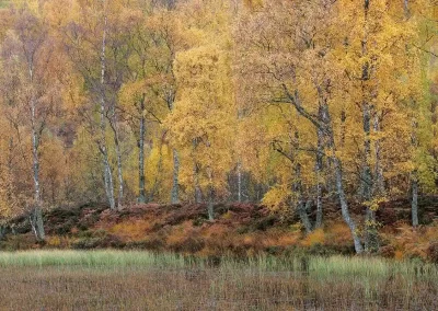 Golden autumn birch woodland beside a reed-fringed pond in the Cairngorms National Park, Scotland.