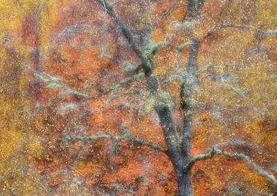 Lichen-covered tree surrounded by rich orange and golden autumn foliage in the Cairngorms, Scotland.
