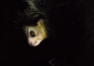 An Aye Aye lemur photographed at night during a wildlife photography holiday with Nature Talks.