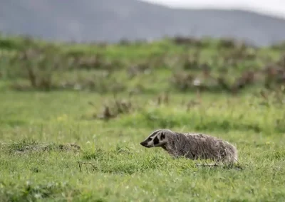 American badger walking through green grassland beneath distant hills in California.