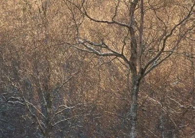 Backlit birch trees glowing in warm evening light at Insh Wood in the Cairngorms National Park, Scotland.