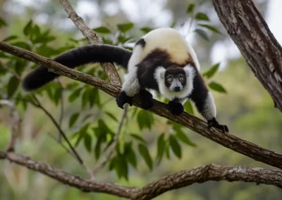 Black-and-white Ruffed Lemur photographed during a Nature Talks nature photography tour in Madagascar.