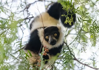 Black and white ruffed lemur seen during a Nature Talks wildlife photography tour of Madagascar.