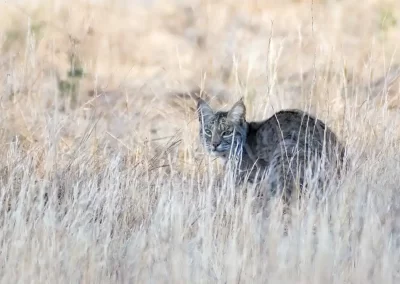 Bobcat walking through tall, dry grass and looking towards the camera in California.