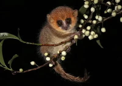 Brown mouse lemur photographed on a night walk during a Nature Talks nature photography holiday in Madagascar.