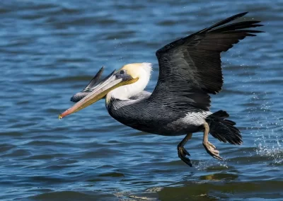 Brown pelican lifting from the ocean surface with wings raised and water spraying behind it.