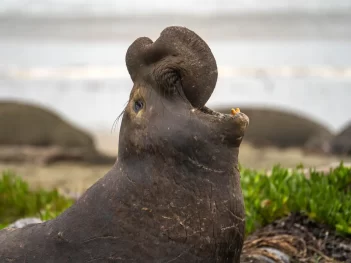 California Photo Tour - Bobcats, Elephant Seals, Whales & More