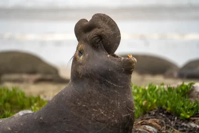 Large male northern elephant seal calling with its mouth open at Drakes Beach, California.