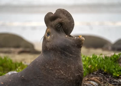 Large male northern elephant seal calling with its mouth open at Drakes Beach, California.