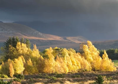 Golden autumn birch trees illuminated beneath dark mountain clouds in the Cairngorms National Park, Scotland.