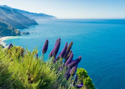 Purple wildflowers overlooking the blue Pacific Ocean and mountainous California coastline.