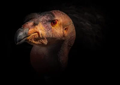 Dramatic close-up portrait of a California condor illuminated against a black background.