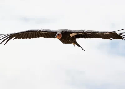California condor soaring towards the camera with its broad wings fully extended.