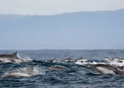 Hundreds of dolphins travelling through ocean waves with the California coast in the distance.