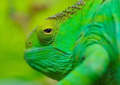 Chameleon photographed during a Nature Talks nature photography holiday in Madagascar.