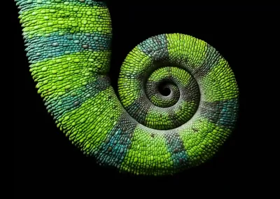 The curled up tail of a chameleon. Photographed on a Nature Talks wildlife photography tour of Madagascar.