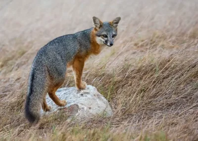 Endemic island fox standing on a rock among dry grass on Santa Rosa Island, California.