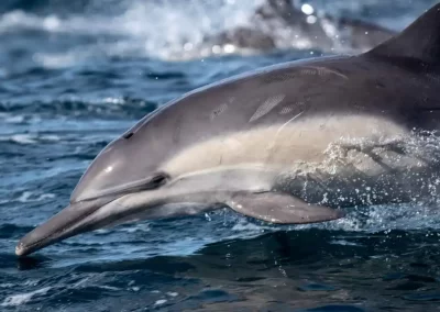 Common dolphin surging through the Pacific Ocean, surrounded by spray off California.