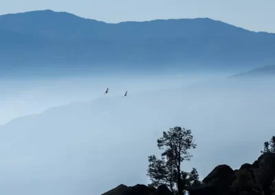 Two California condors soaring above a mountainous landscape framed by silhouetted trees.
