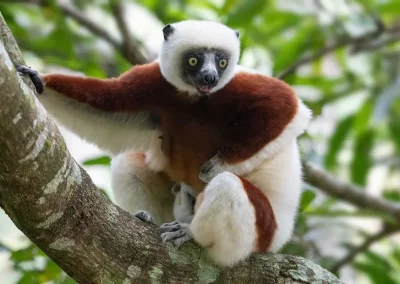 Coquerel's Sifaka Lemur with a baby, Madagascar.