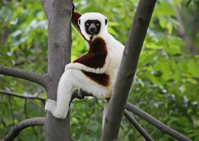 Coquerel's Sifaka Lemur in a tree. madagascar