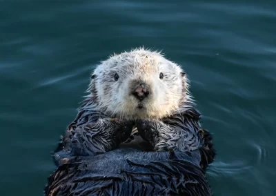 Close-up of a sea otter floating on its back and looking towards the camera off California.