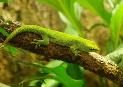 A vibrant green day gecko found and photographed in Madagascar with Nature Talks' wildlife photography Madagascar holiday.