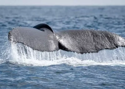 Humpback whale raising its tail flukes as water cascades down during a dive off California.