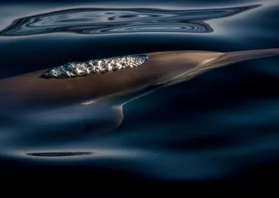 Dolphin swimming just beneath the dark ocean surface, illuminated by reflected sunlight.