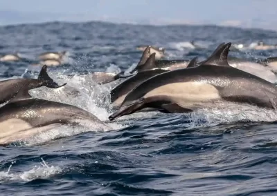 Large pod of common dolphins surging together through the Pacific Ocean off California.